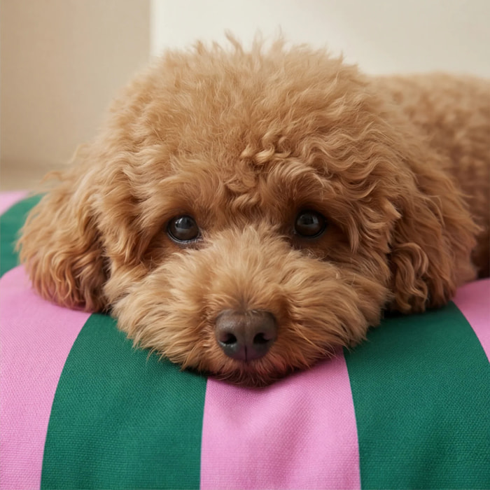 Housse antitaches pour lit pour animal Copo