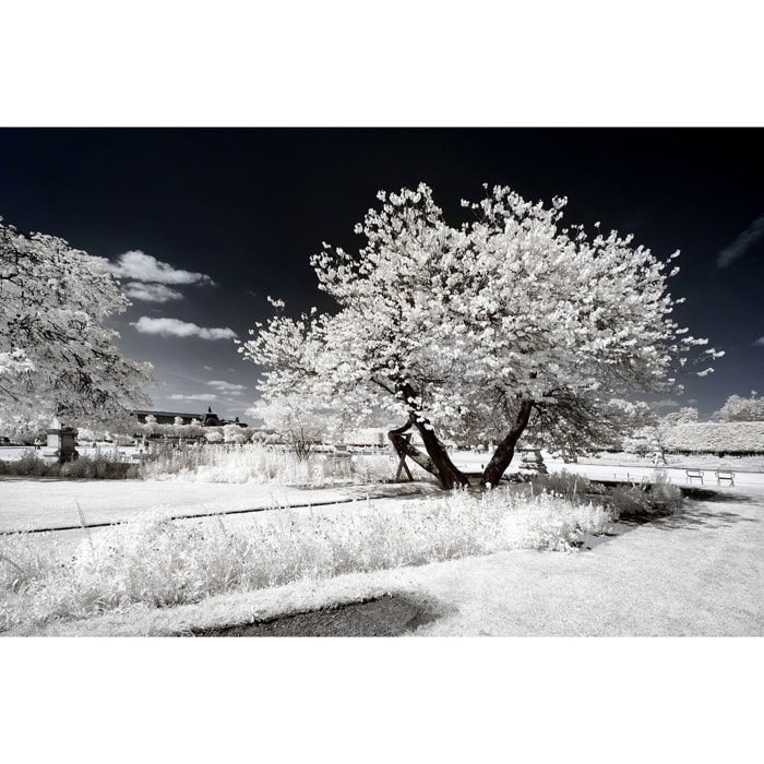 Tableau paris jardin blanc comme neige  Toile imprimée