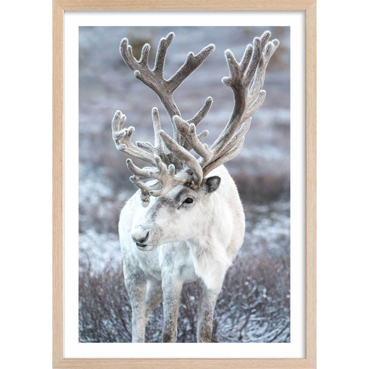 Affiche enfant parrot blanc  Affiche + cadre en bois - Chêne