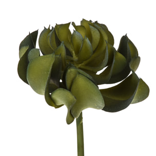 Aoenium Arboreum. Altezza 13 Cm - Pezzi 6 - 9X13X9cm - Colore: Verde - Bianchi Dino - Piante Artificiali