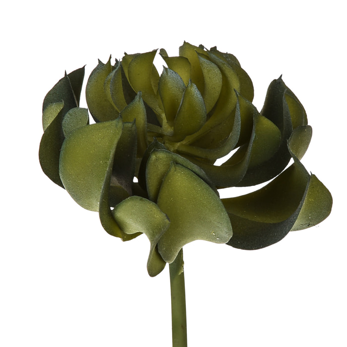 Aoenium Arboreum. Altezza 13 Cm - Pezzi 6 - 9X13X9cm - Colore: Verde - Bianchi Dino - Piante Artificiali