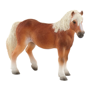 Cavalli/Haflinger