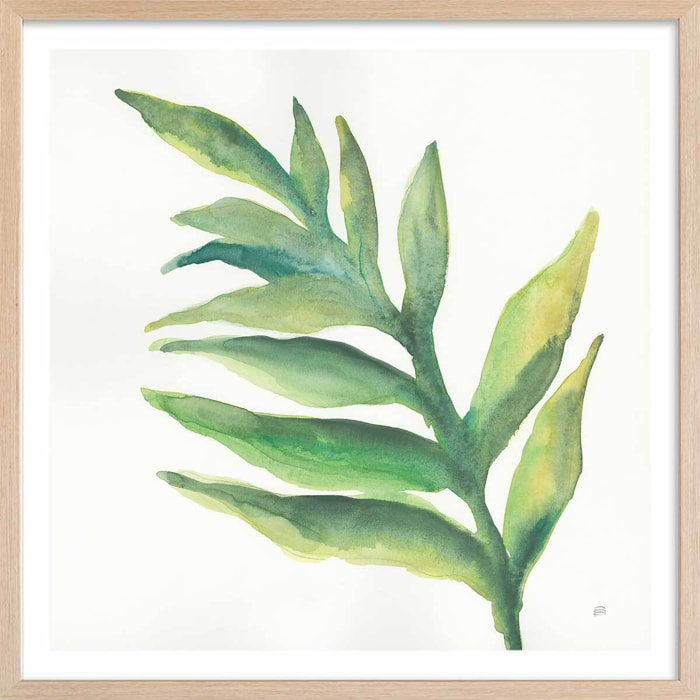 Affiche Plante aloe watercolor Affiche + cadre en bois - Chêne