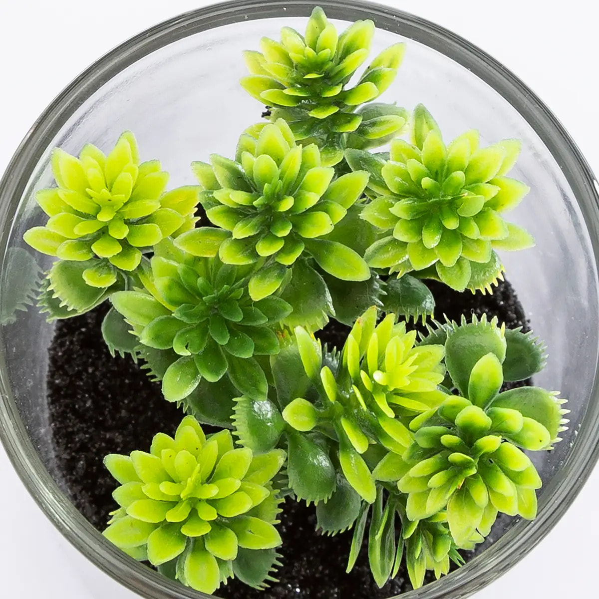 Plante artificielle "Message" - pot en verre - H8 cm