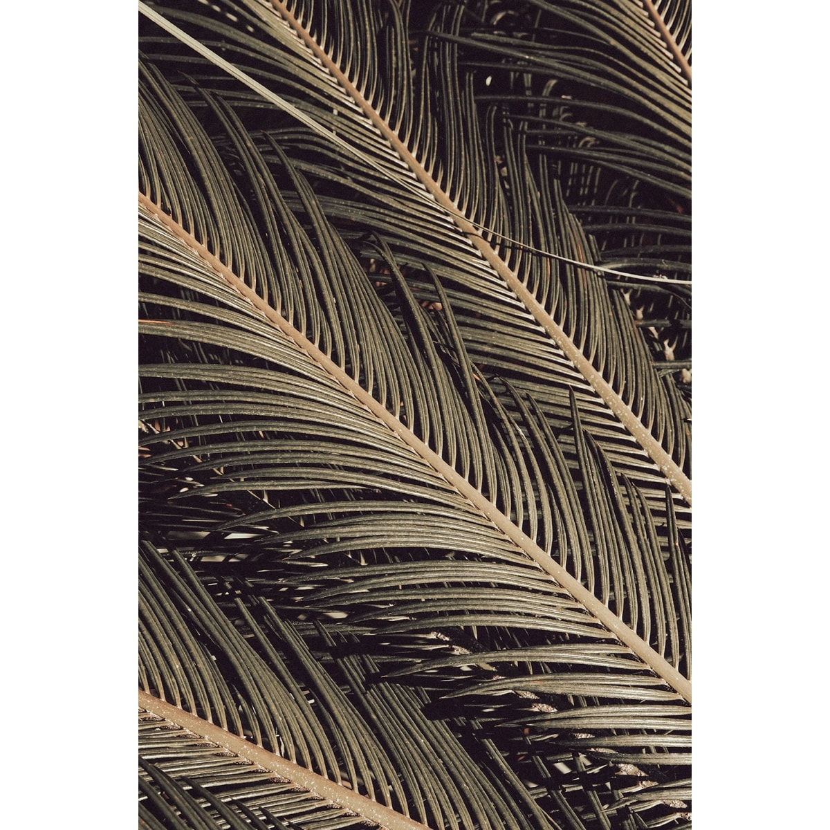 Tableau palm island Tableau alu Dibond