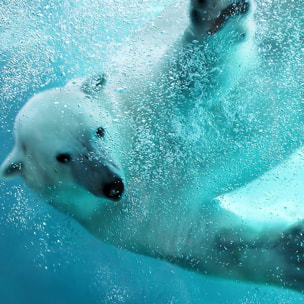 Affiche ours blanc en plein plongeon Affiche sous cadre bois