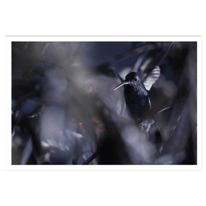 Poster animaux La petite étoile d' equateur Affiche seule