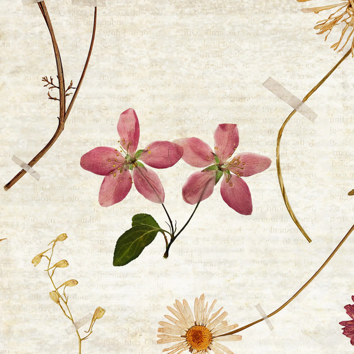 Papier peint panoramique Herbarium