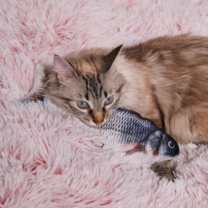 Jeu Interactif Poisson Pour Animaux2