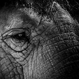 Affiche éléphant close up Affiche sous cadre bois