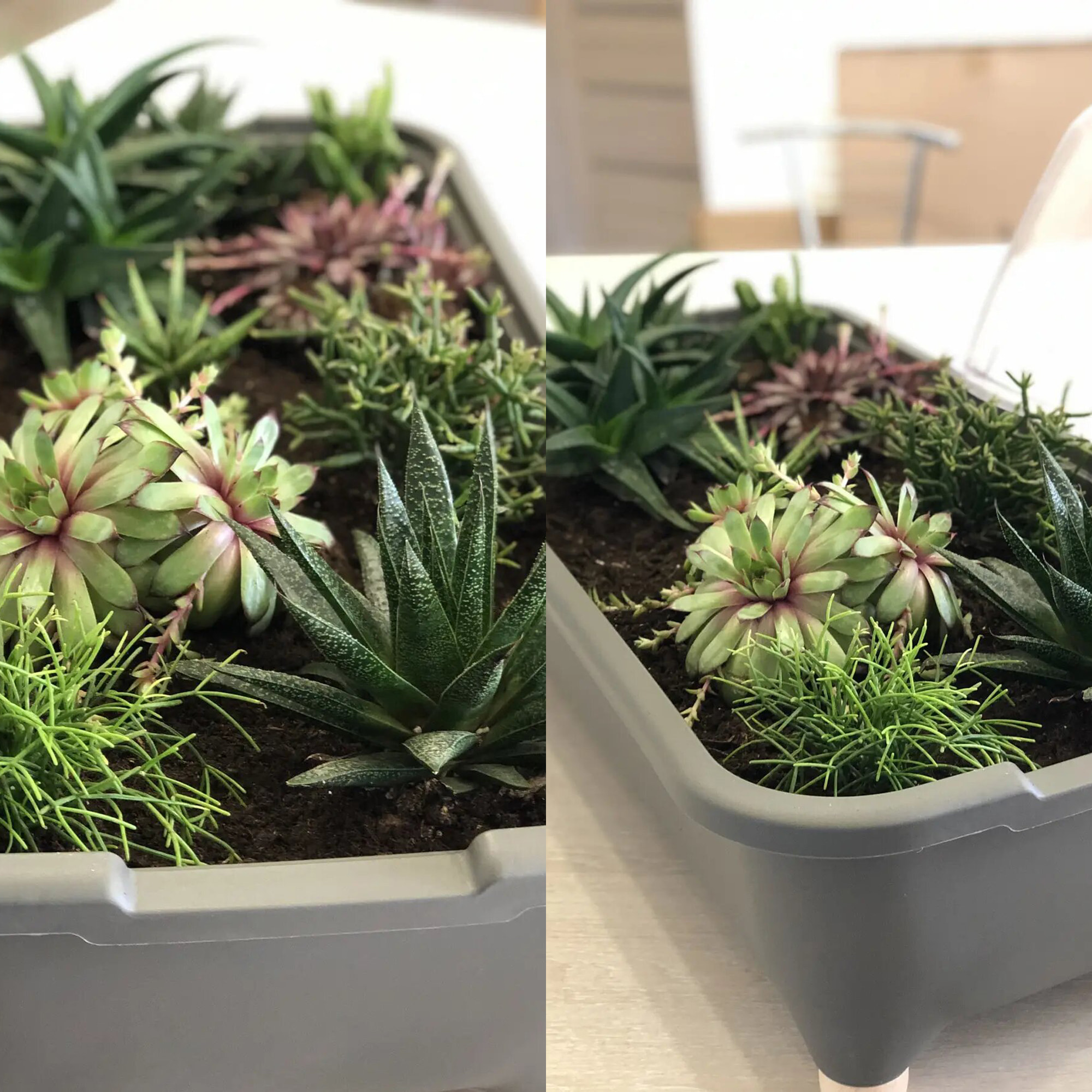 Huerto domestico/jardinera baja, con tapa de policarbonato para proteger tus plantas respana planter wood low set de plástico en color