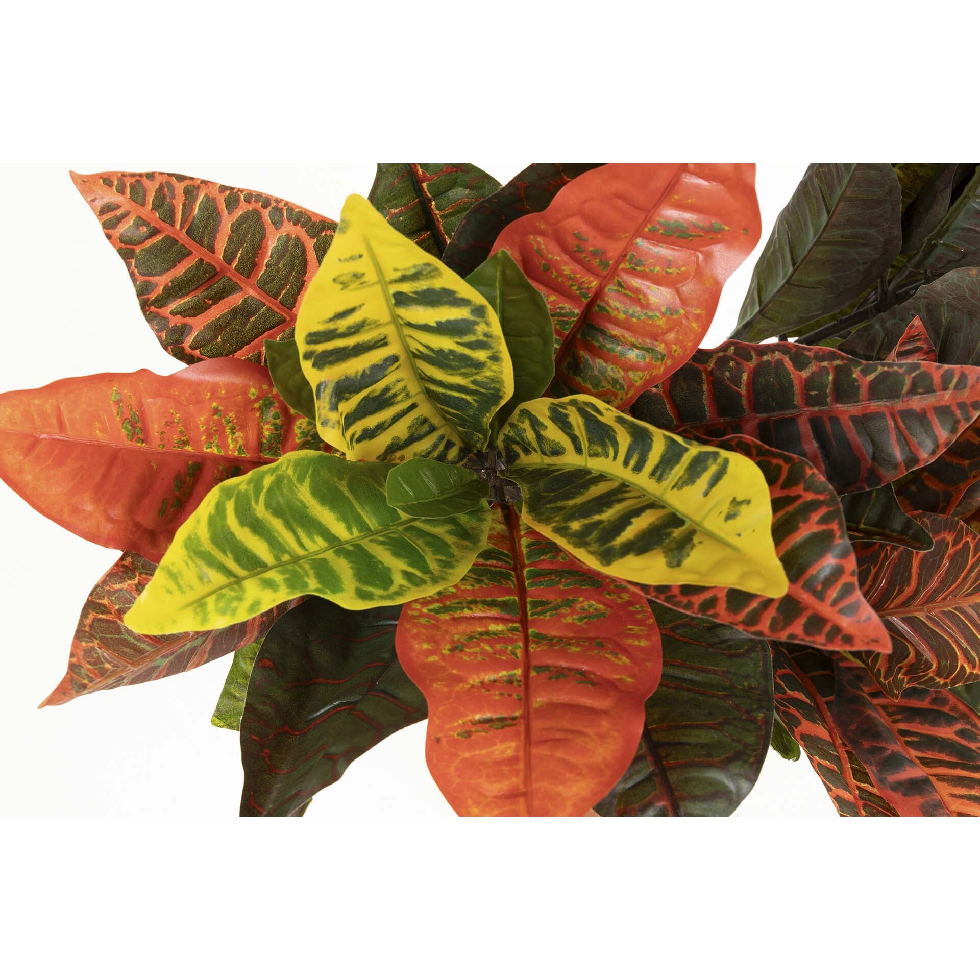 Planta Codiaeum Variegatum 60x60x100 Cm