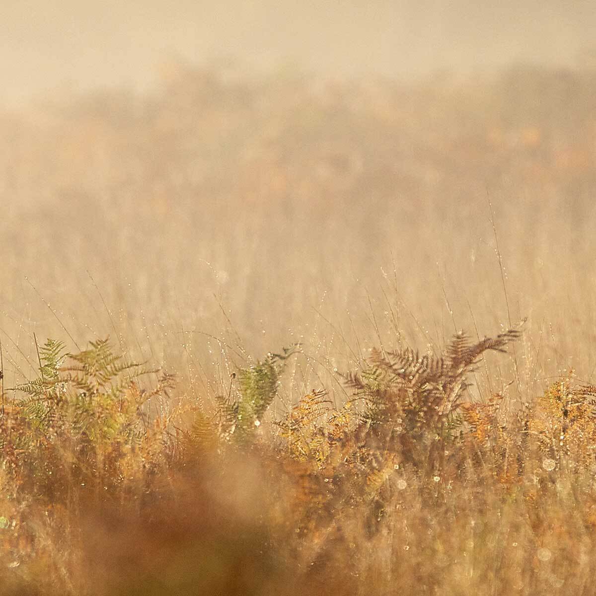 Tableau panoramique cerf majestueux dans la brume Toile imprimée