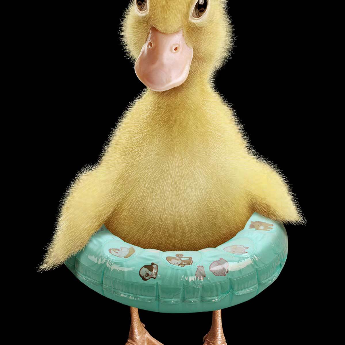 Affiche enfant bouée canard  Affiche + cadre en bois - Chêne