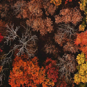 Tableau feuillage d’automne vu du ciel Toile imprimée