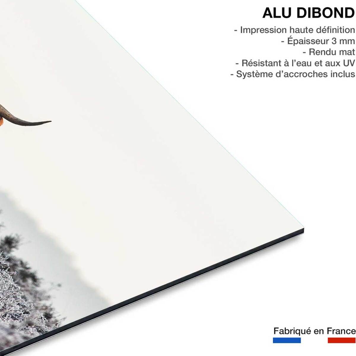 Tableau vache Highland Tableau alu Dibond