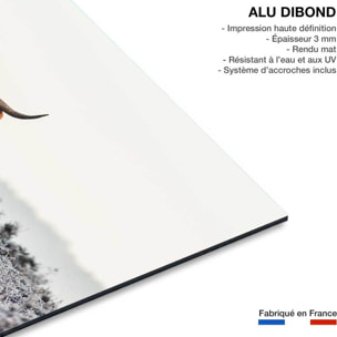 Tableau vache Highland Tableau alu Dibond