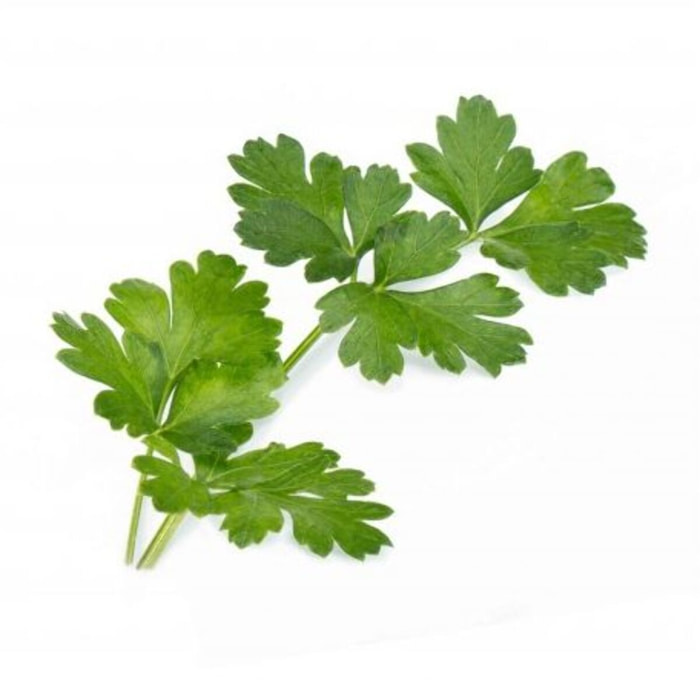 Recharge jardin d'intérieur VERITABLE Persil Plat BIO