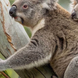 Tableau koalas tendres dans leur habitat naturel Toile imprimée