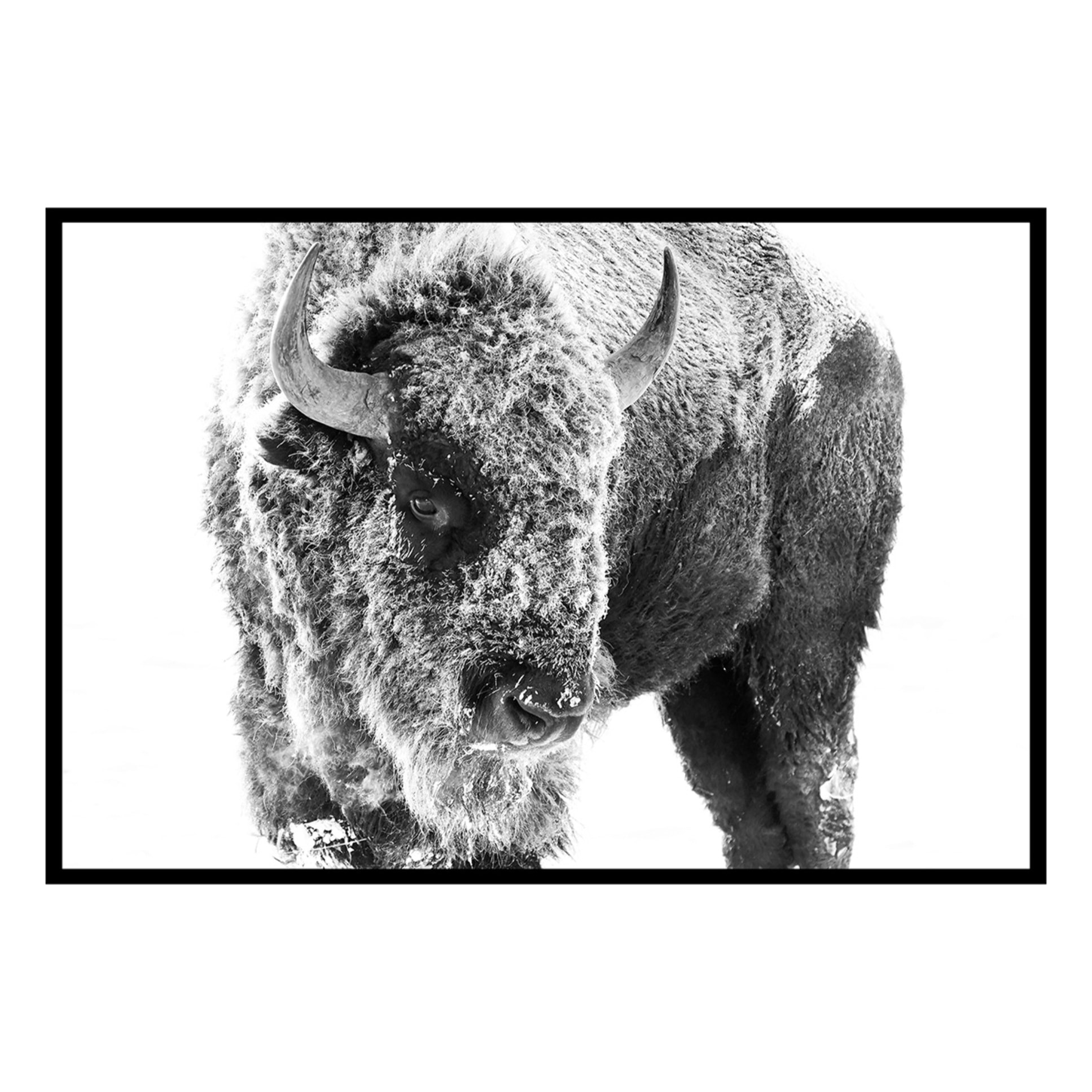 Affiche encadrée bison enneigé en noir et blanc Affiche + cadre en métal - Noir