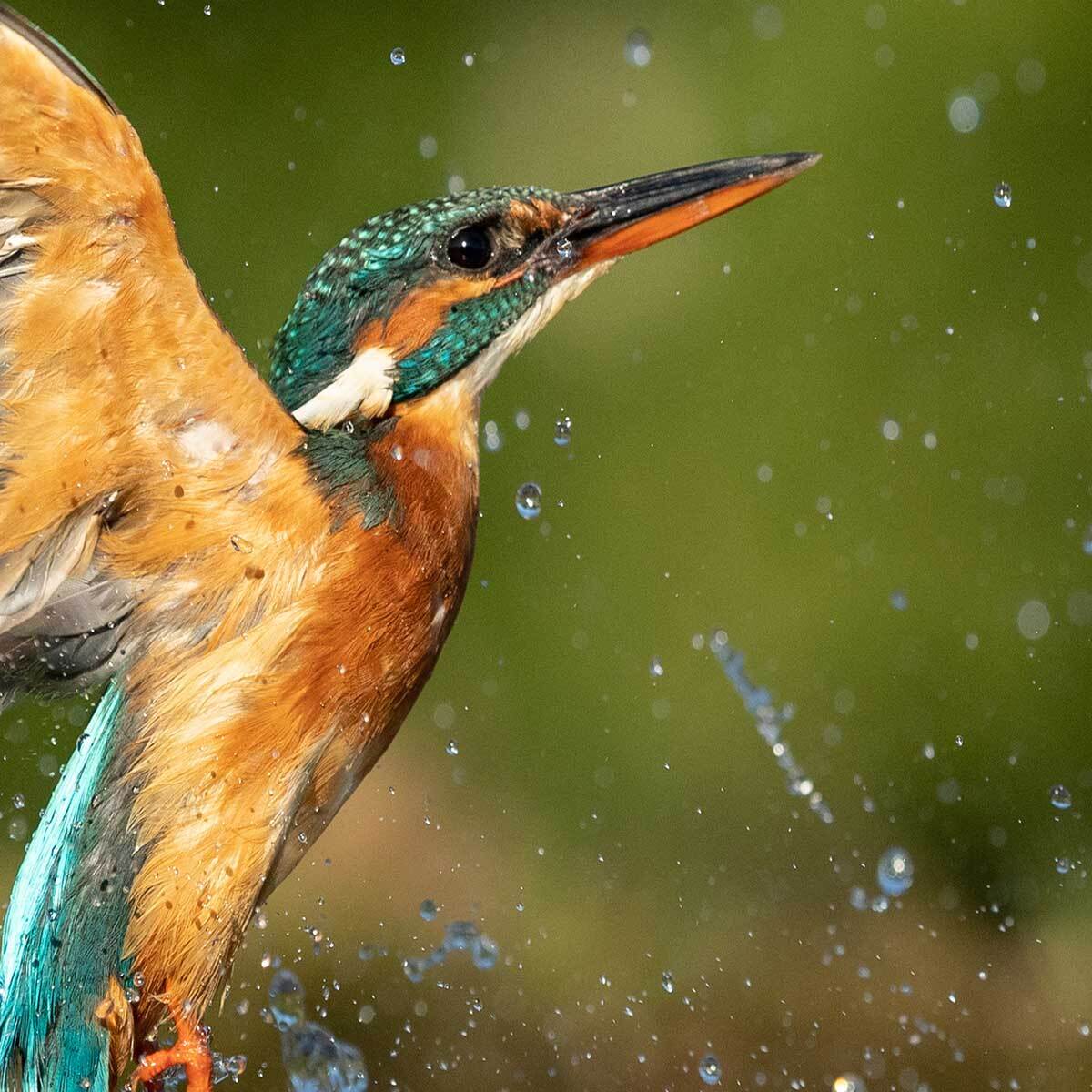 Tableau martin-pêcheur en plein envol au-dessus de l’eau Toile imprimée
