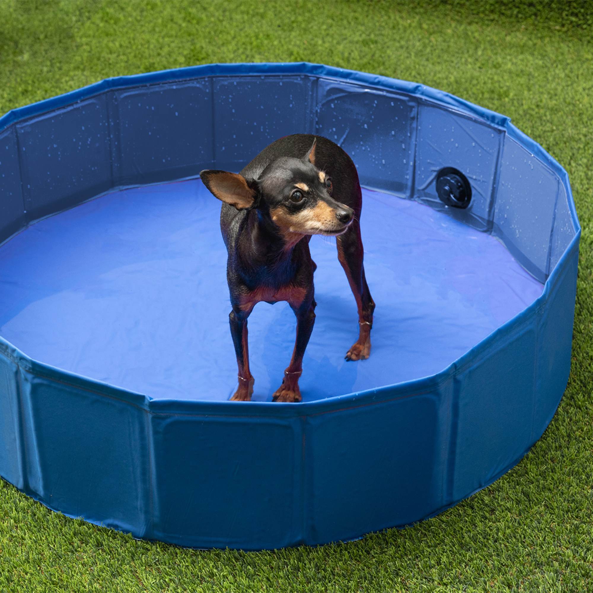 Well home piscina desmontable para mascotas azul antideslizante