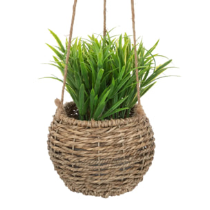Plante Zoe à suspendre H17cm