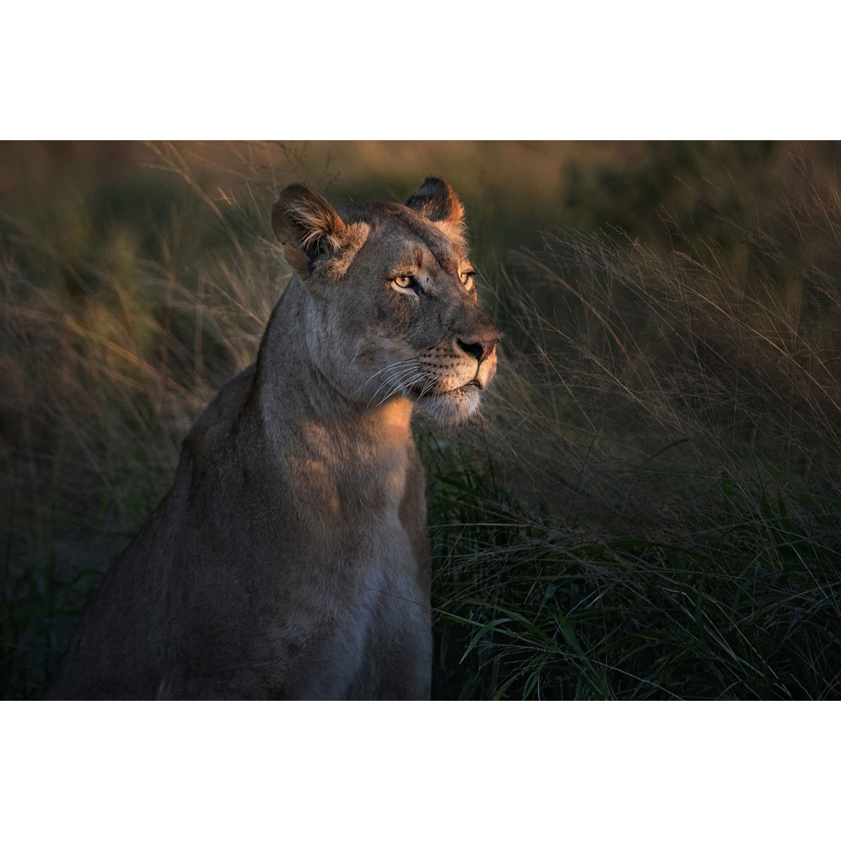 Tableau Lionne au crepuscule Tableau plexiglas