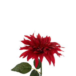 BCH DAHLIA ROUGE H68