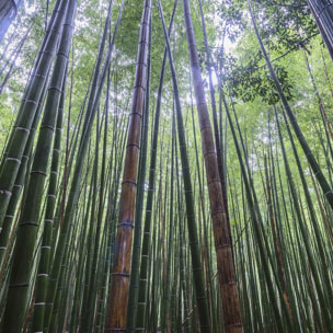 Affiche zen Bambous Geants Affiche + cadre en bois - Chêne