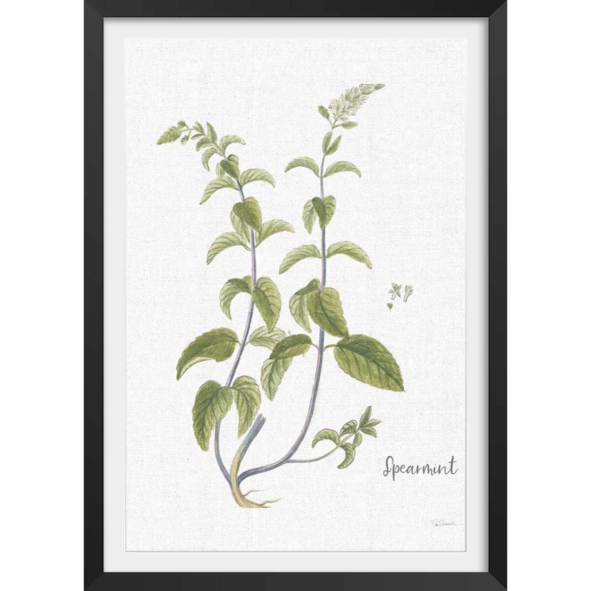 Affiche fleurs Menthe verte illustrée Affiche + cadre en bois - Noir