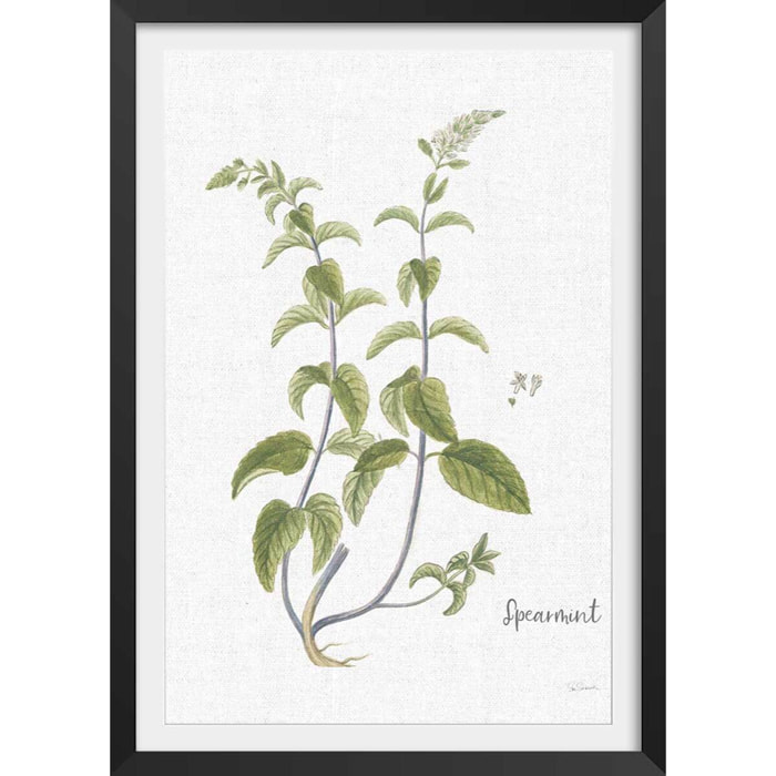 Affiche fleurs Menthe verte illustrée Affiche + cadre en bois - Noir