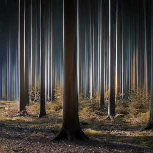 Affiche paysage forêt fantastique Affiche sous cadre bois