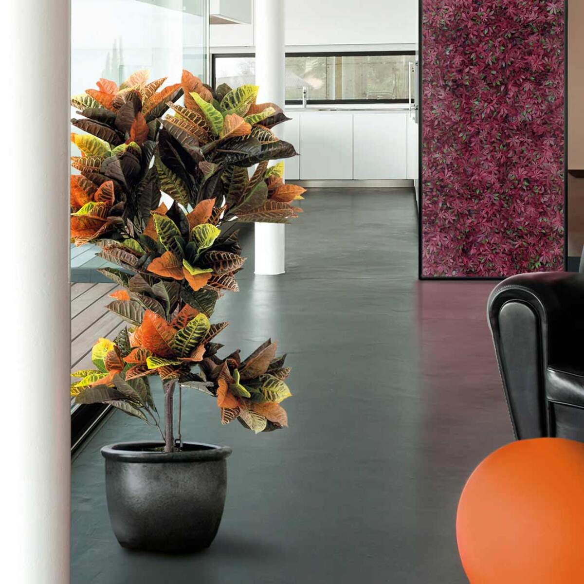 Croton 140 Cm