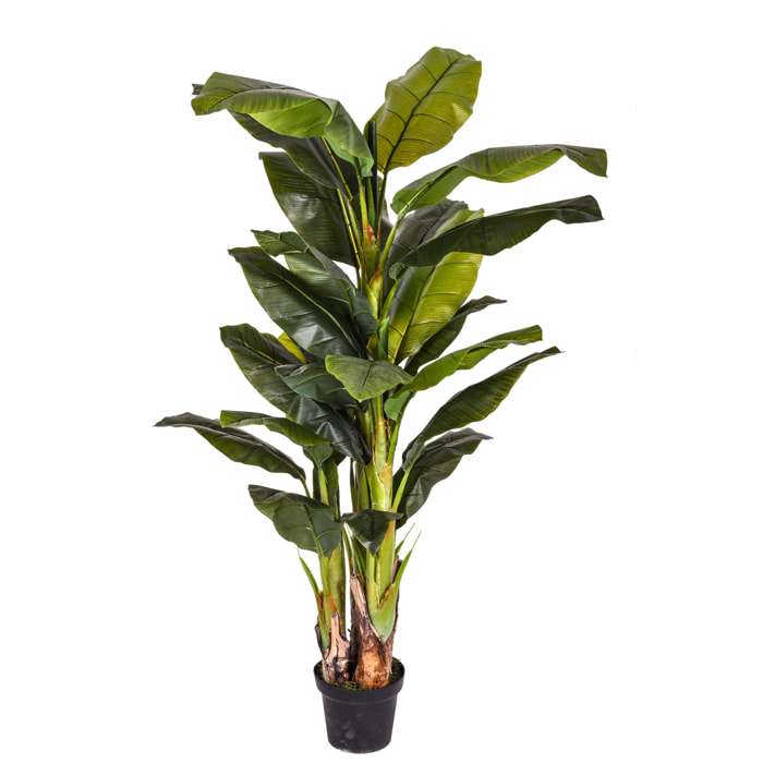 Banana Con Vaso. Altezza 180 Cm - Pezzi 1 - 15X180X15cm - Colore: Verde - Bianchi Dino - Piante Artificiali