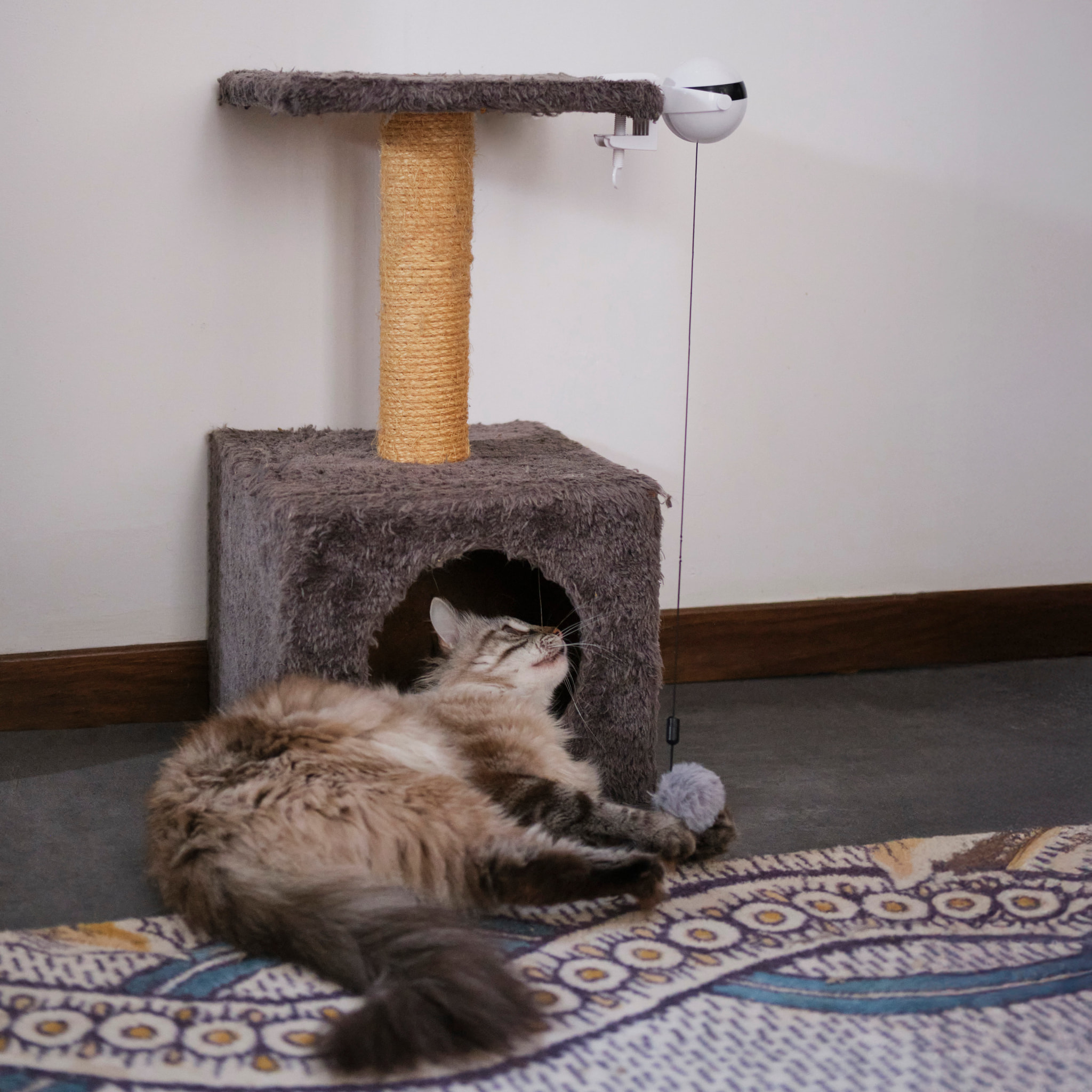 Jeu Interactif Pour Chat A Visser Chat'scenseur