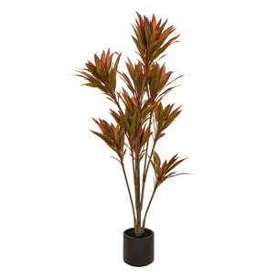 Dracena rouge Edi H.180cm avec pot