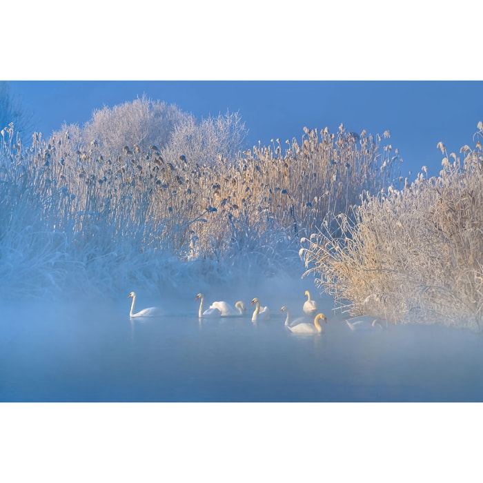 Tableau cygnes dans le givre matinal Toile imprimée