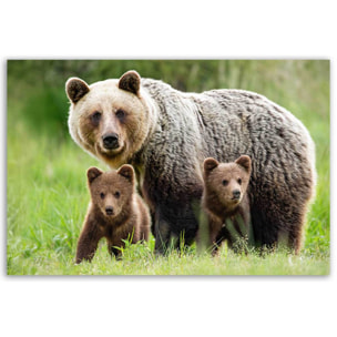 Tableau ours brun et ses oursons en pleine nature Toile imprimée