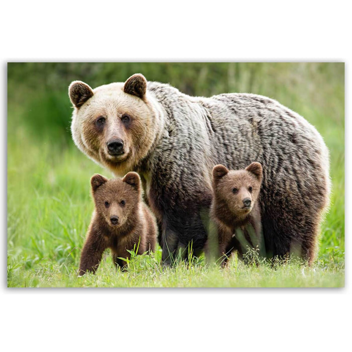 Tableau ours brun et ses oursons en pleine nature Toile imprimée