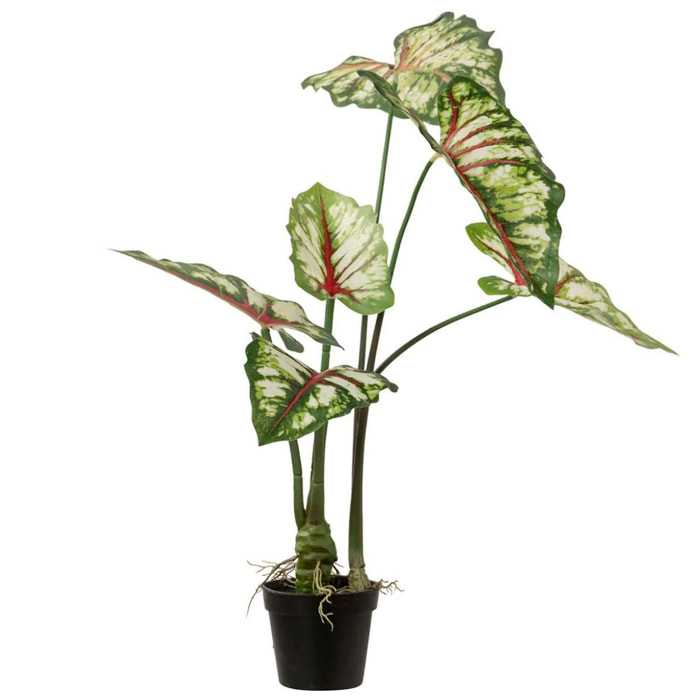 Arbol Caladium Bicolor Con Maceta 50x50x70 Cm