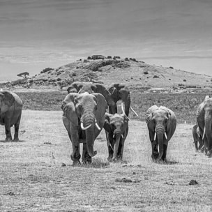 Papier peint éléphants devant le Kilimanjaro Intissé