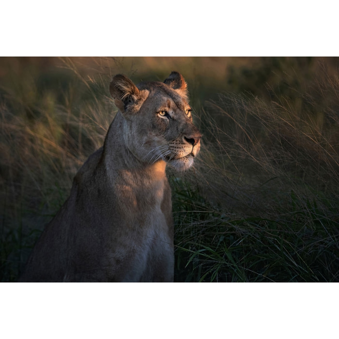 Tableau Lionne au crepuscule Tableau alu Dibond