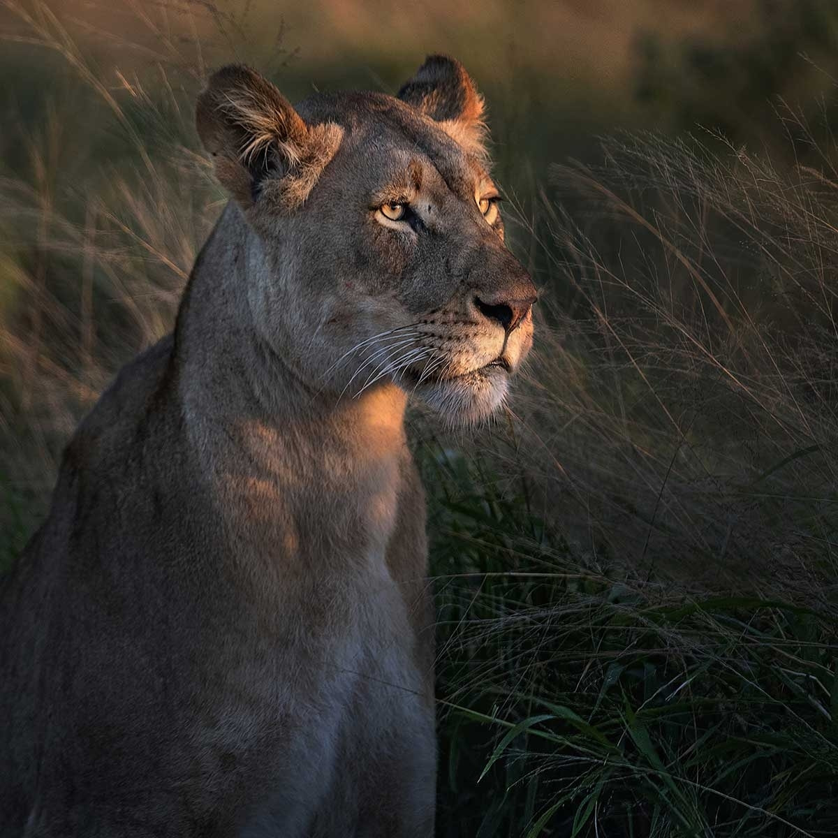 Affiche Lionne au crepuscule... Affiche sous cadre noir