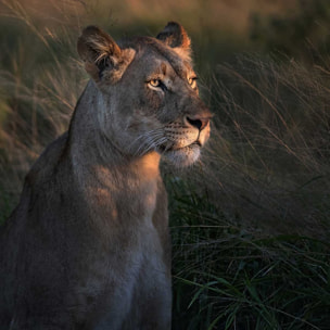 Affiche Lionne au crepuscule... Affiche sous cadre noir