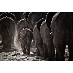 Tableau animaux cap Afrique Tableau alu Dibond