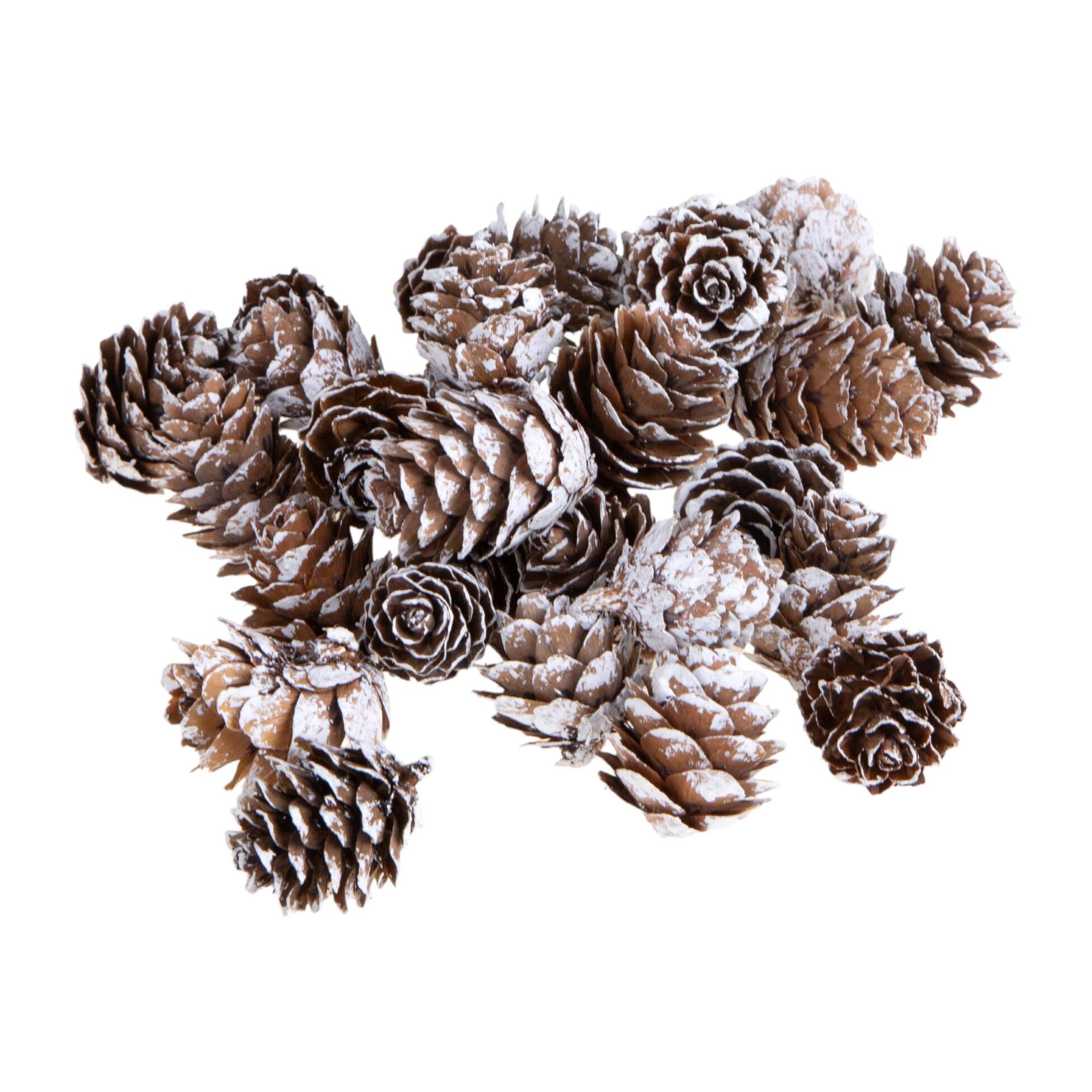 Mini pigne - Pezzi 6 - 15xH5x13cm - Bianchi Dino SpA