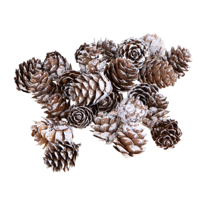 Mini pigne - Pezzi 6 - 15xH5x13cm - Bianchi Dino SpA