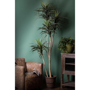 Nolina Recurvata H.210 Cm - Pezzi 1 - 80X210X80cm - Colore: Verde - Bianchi Dino - Piante Artificiali
