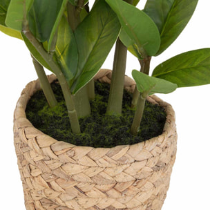 Planta pavel 41cm